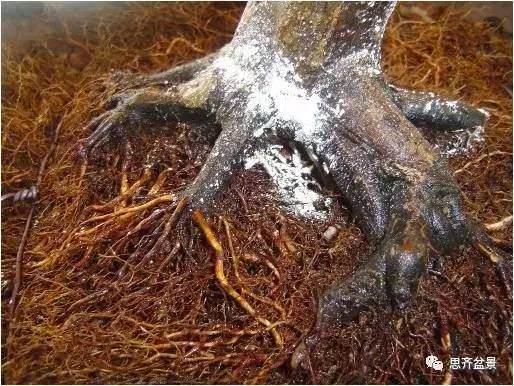 图解 红枫盆景根盘洗根后怎样换盆