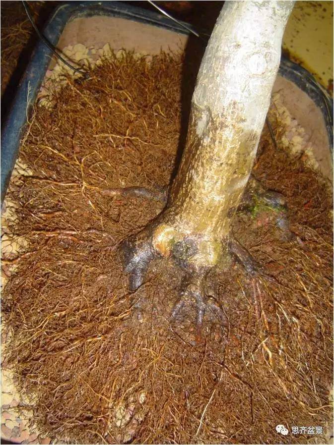 图解 红枫盆景根盘洗根后怎样换盆