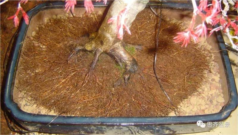 图解 红枫盆景根盘洗根后怎样换盆