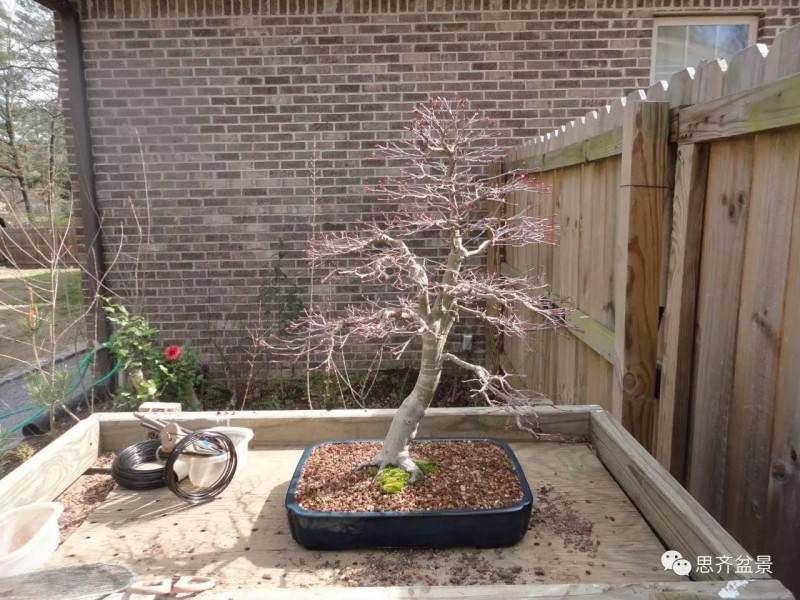 图解 红枫盆景根盘洗根后怎样换盆