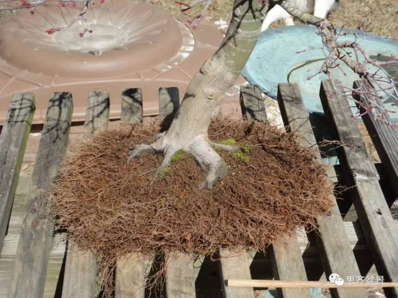 图解 红枫盆景根盘洗根后怎样换盆