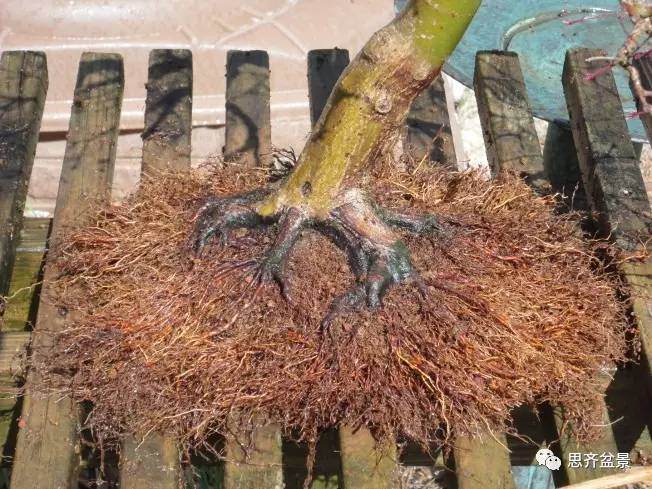 图解 红枫盆景根盘洗根后怎样换盆