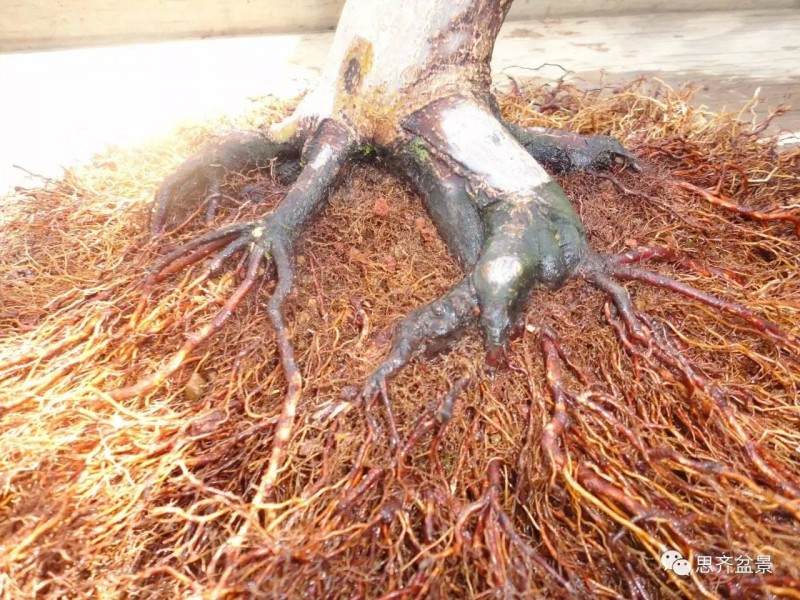 图解 红枫盆景根盘洗根后怎样换盆