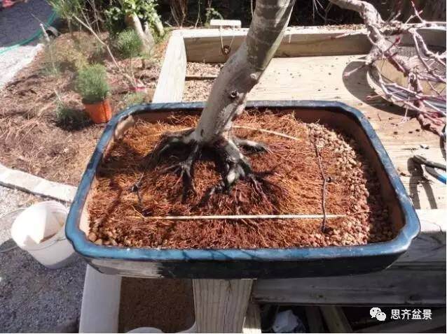 图解 红枫盆景根盘洗根后怎样换盆