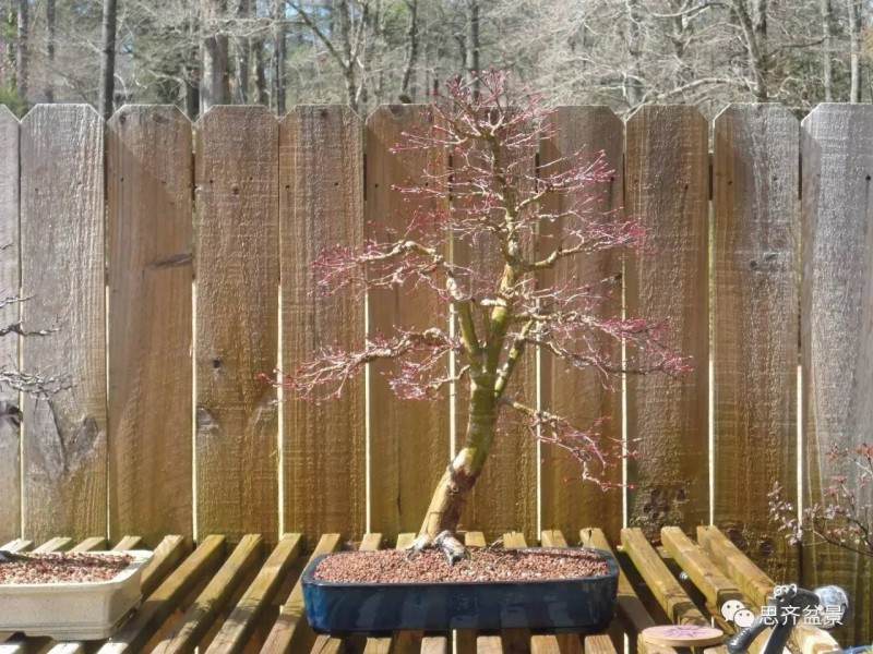 图解 红枫盆景根盘洗根后怎样换盆