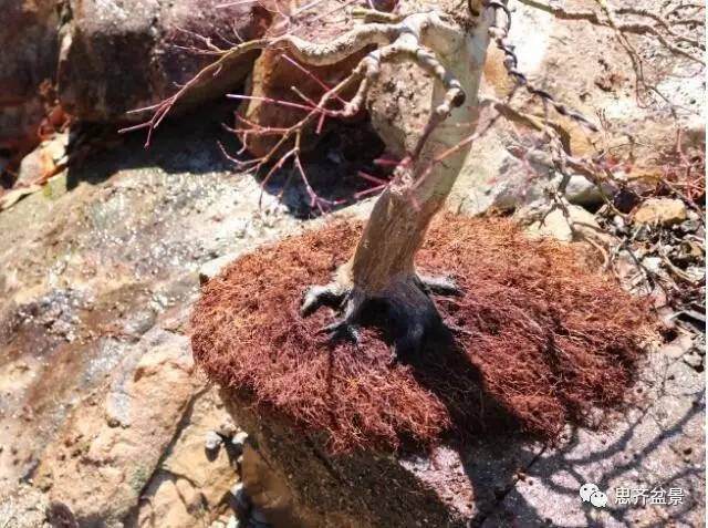 图解 红枫盆景根盘洗根后怎样换盆