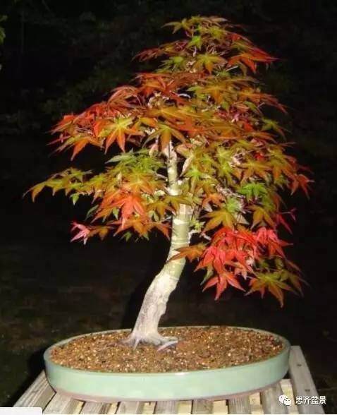 图解 红枫盆景根盘洗根后怎样换盆