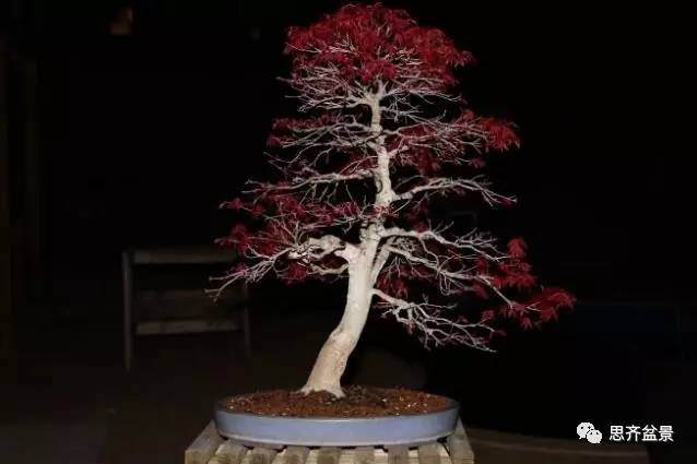 图解 红枫盆景根盘洗根后怎样换盆