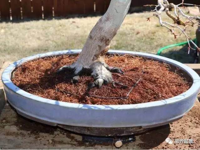 图解 红枫盆景根盘洗根后怎样换盆