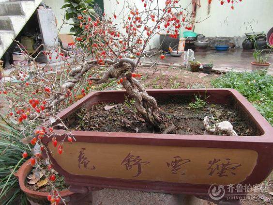 火棘盆景的剪枝与浇水