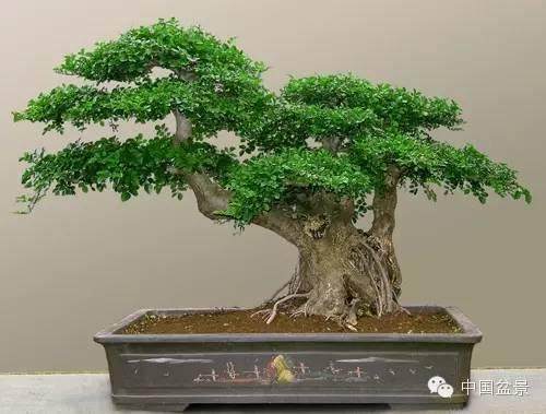 初期的对节白蜡盆景要怎样造型与养护