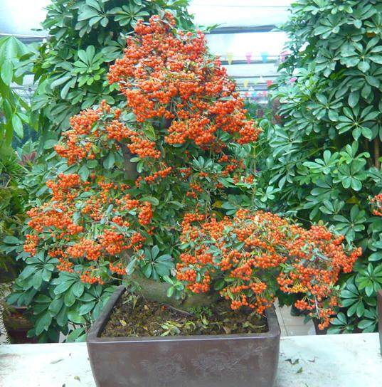 盆景施肥的种类有哪3种