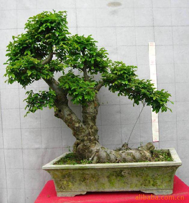 榆树盆景休眠枝扦插的方法