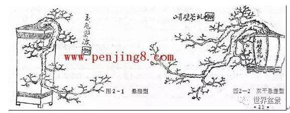 图解 盆景制作系列之造型设计的方法