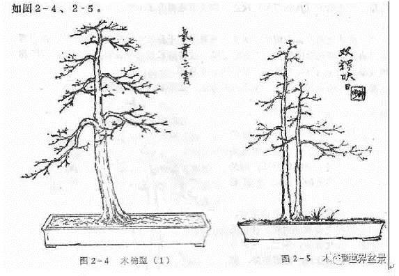 图解 盆景制作系列之造型设计的方法