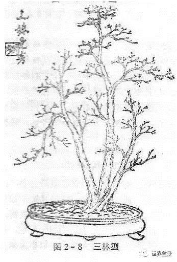 图解 盆景制作系列之造型设计的方法