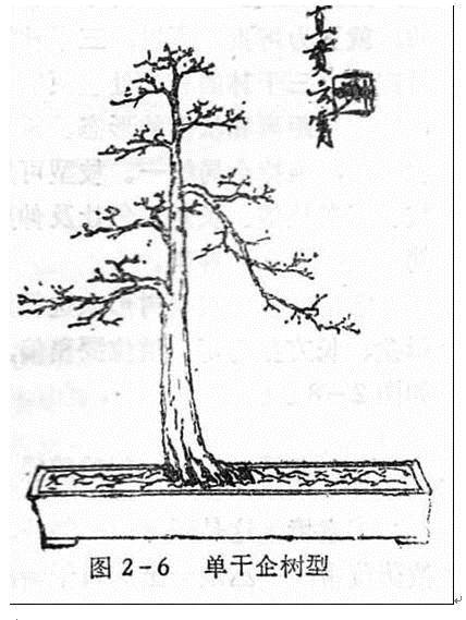 图解 盆景制作系列之造型设计的方法