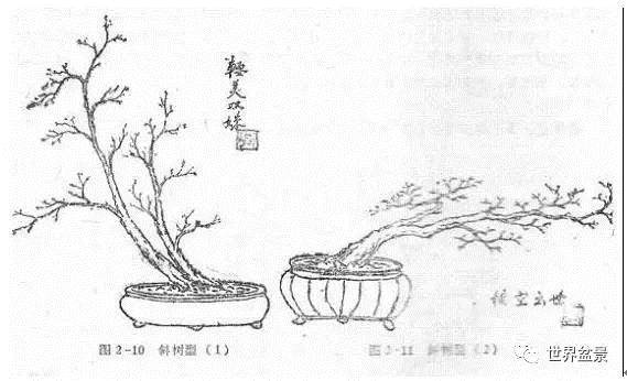 图解 盆景制作系列之造型设计的方法