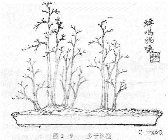 图解 盆景制作系列之造型设计的方法