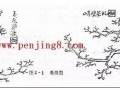 图解 盆景制作系列之造型设计的方法