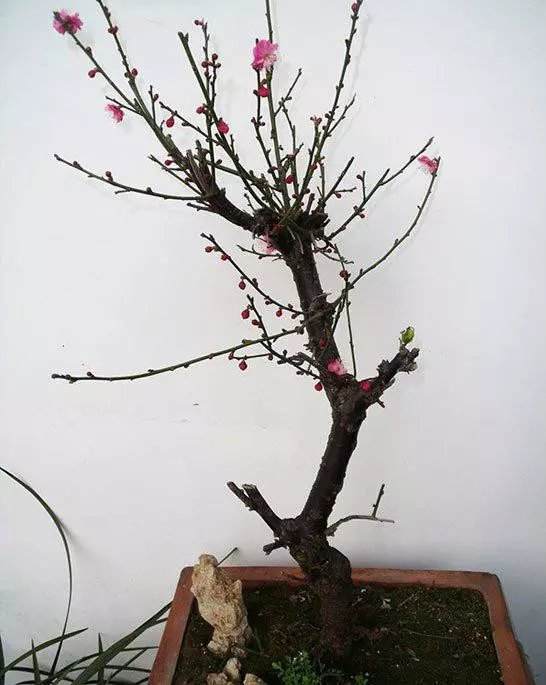 盆景梅花的养殖