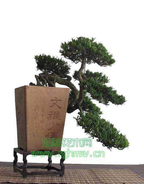 罗汉松养殖方法及与养护