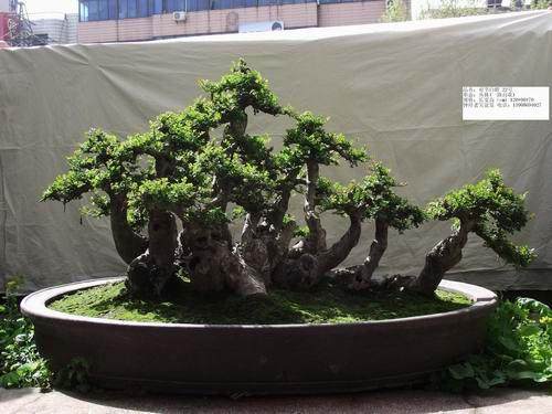 对节白蜡盆景“轮次修剪”造型法