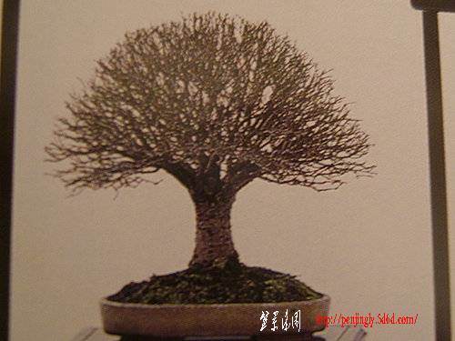 【盆栽知识分享】4------如何挑选素材【主干】