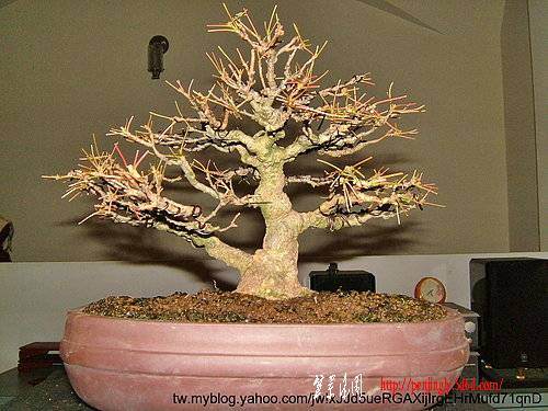 如何挑选盆景的主干素材 图片