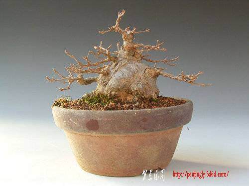 如何挑选盆景的主干素材 图片