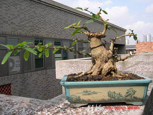 如何挑选盆景的主干素材 图片