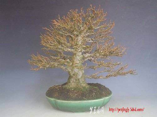 如何挑选盆景的主干素材 图片