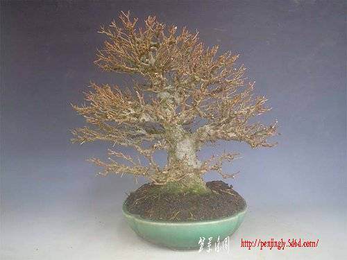 如何挑选盆景的主干素材 图片