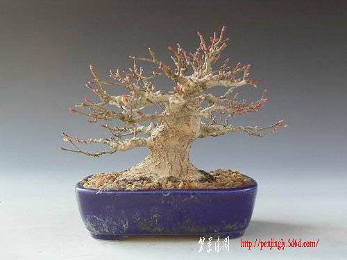 如何挑选盆栽的根盘素材 图片