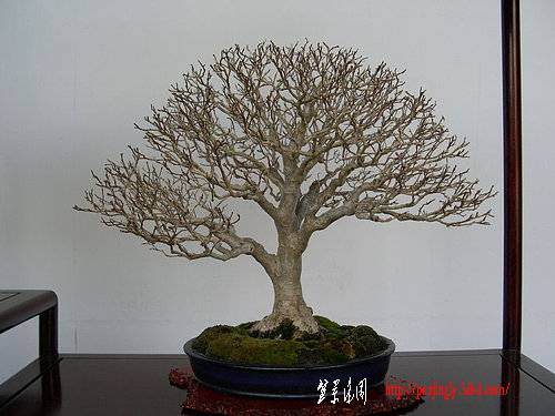 如何挑选盆栽的根盘素材 图片