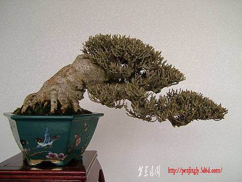 如何挑选盆栽的根盘素材 图片