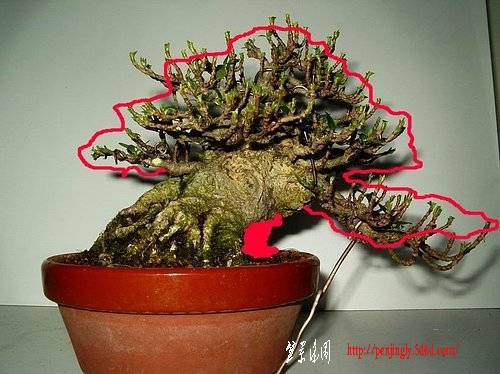 如何挑选盆栽的根盘素材 图片