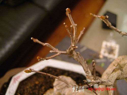 盆栽搬盆换土的基本观念