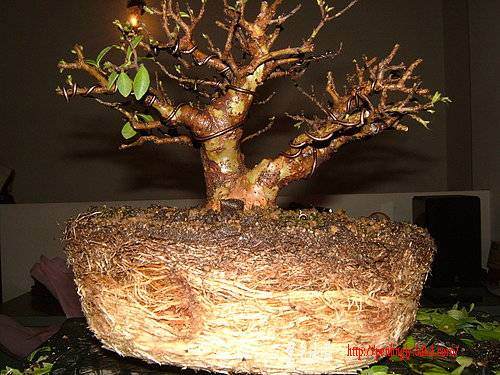 盆栽怎么洗根换土的方法 图片