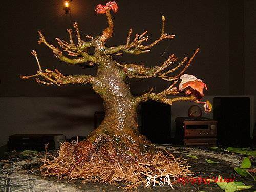 盆栽怎么洗根换土的方法 图片