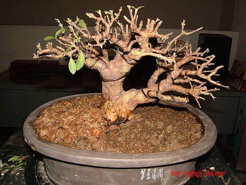 盆栽怎么洗根换土的方法 图片