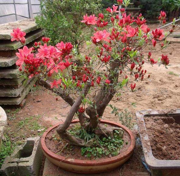 如何防治花卉【蚜虫】【红蜘蛛】【介壳虫】?