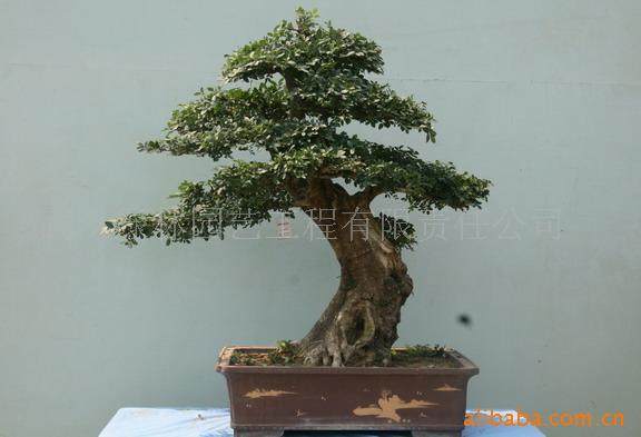 超实用家庭土壤消毒法