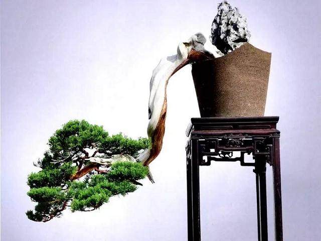 绝境逢生 · 大悬崖盆景的制作