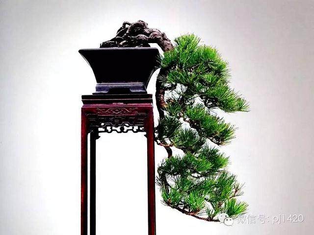 绝境逢生 大悬崖盆景的制作