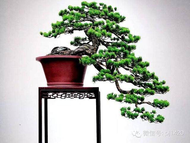 绝境逢生 大悬崖盆景的制作