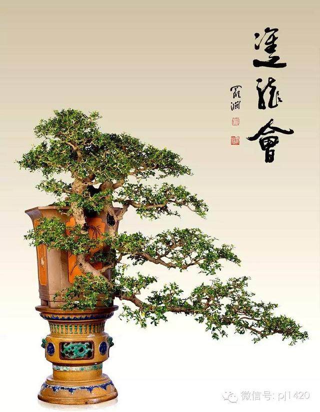 绝境逢生 大悬崖盆景的制作