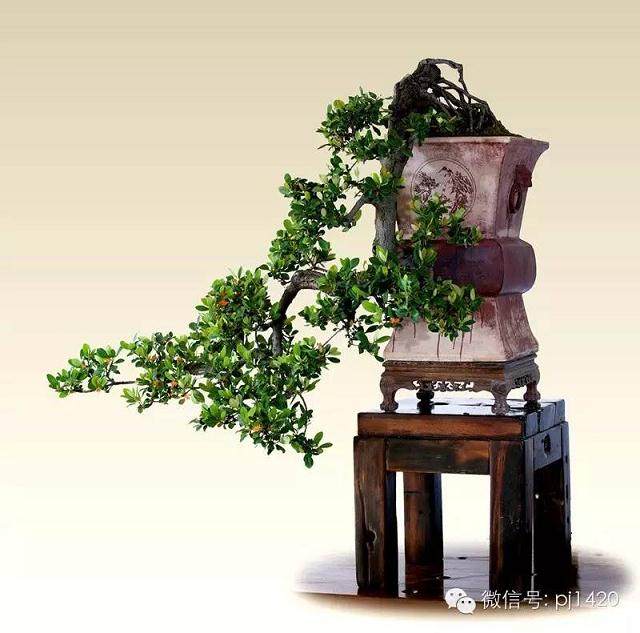 绝境逢生 大悬崖盆景的制作