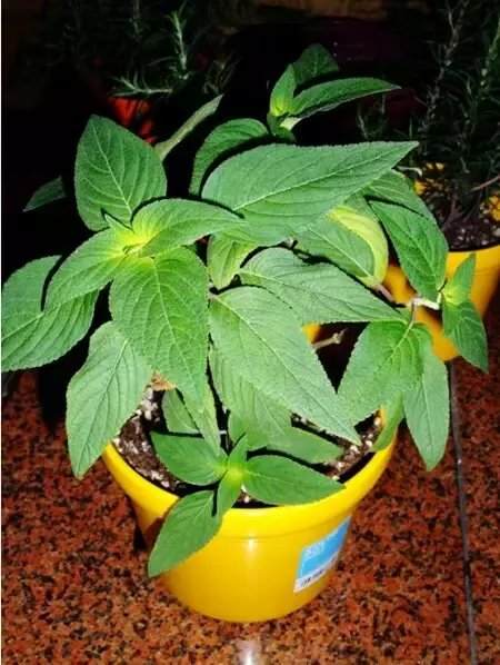 盆景植物发黄的11个原因 是什么