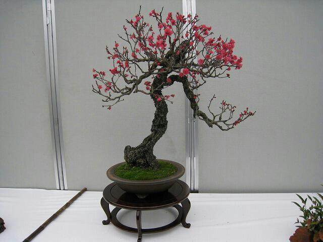 梅花盆景的年间管理表